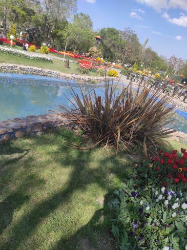 عکس باغ لاله‌های اراک