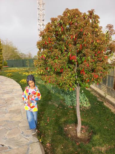 عکس باغ لاله‌های اراک