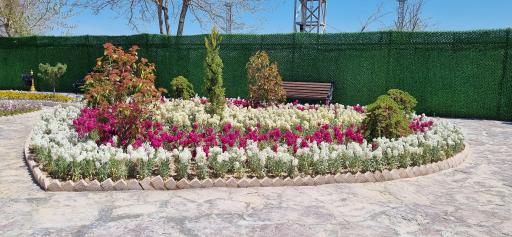 عکس باغ لاله‌های اراک