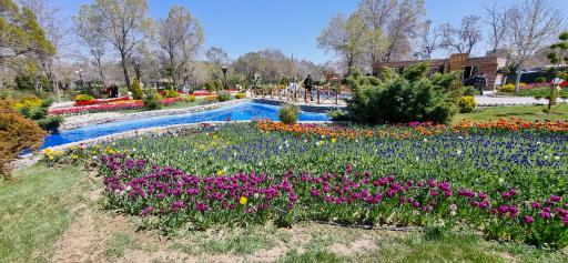 عکس باغ لاله‌های اراک