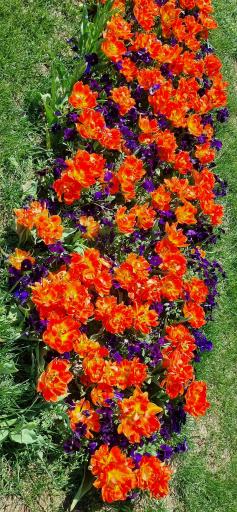 عکس باغ لاله‌های اراک