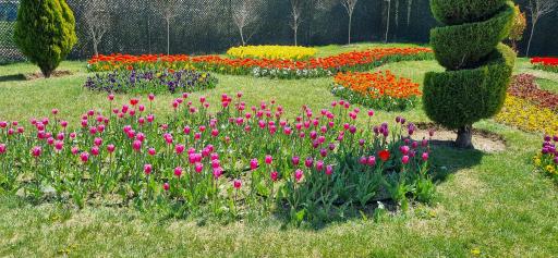 عکس باغ لاله‌های اراک