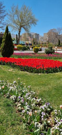 عکس باغ لاله‌های اراک