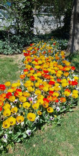 عکس باغ لاله‌های اراک