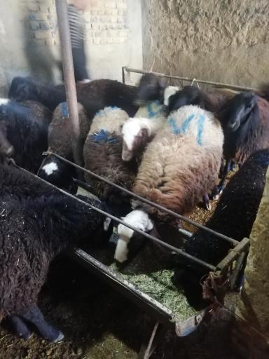 عکس گوسفند زنده 