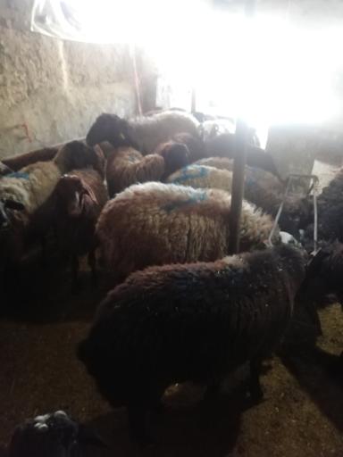 عکس گوسفند زنده 