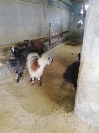 عکس گوسفند زنده 