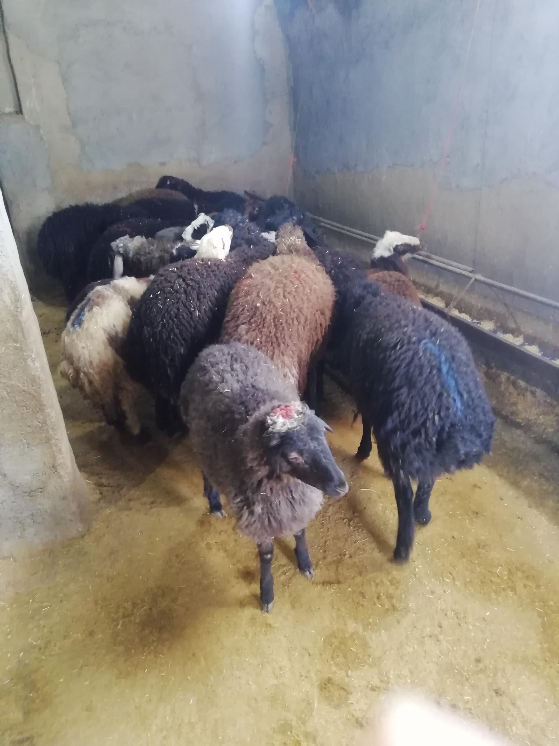 عکس گوسفند زنده 