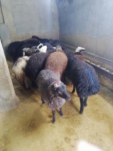 عکس گوسفند زنده 