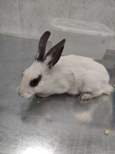 عکس کلینیک دامپزشکی حیوانات خانگی و پرندگان زینتی دکتر محمدزاده