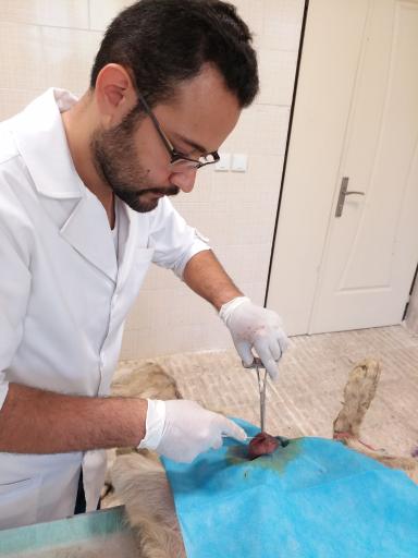 عکس کلینیک دامپزشکی حیوانات خانگی و پرندگان زینتی دکتر محمدزاده