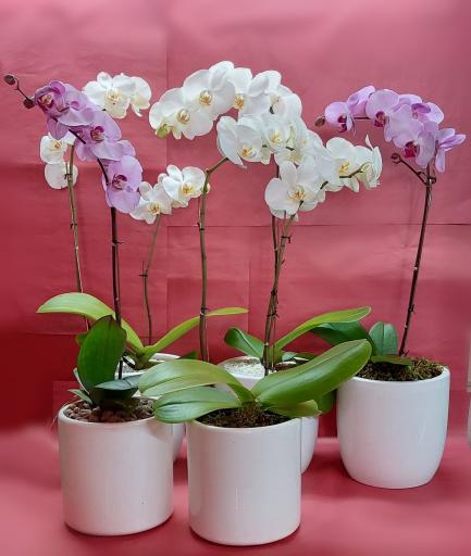 گل فروشی پونه