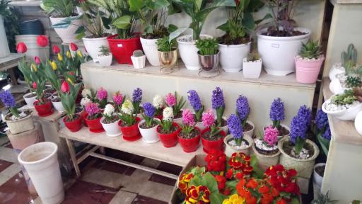 عکس گل فروشی پونه