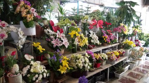 عکس گل فروشی پونه