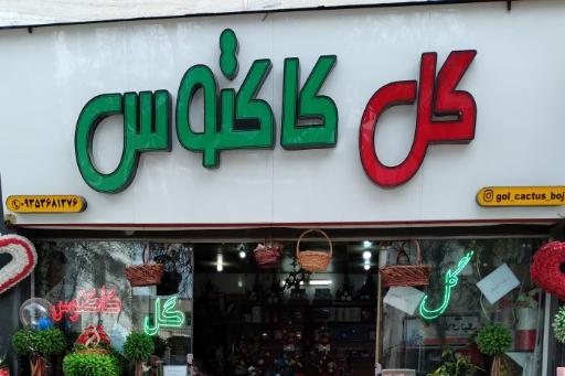 عکس گل کاکتوس