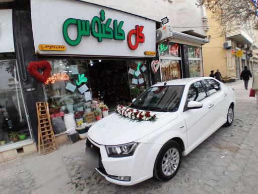 عکس گل کاکتوس