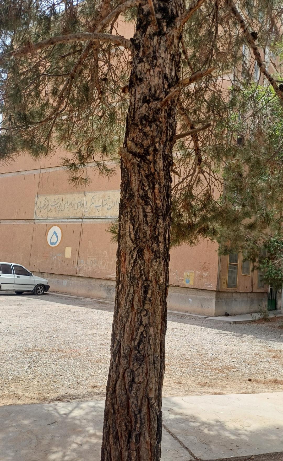 عکس دیسمان ۵