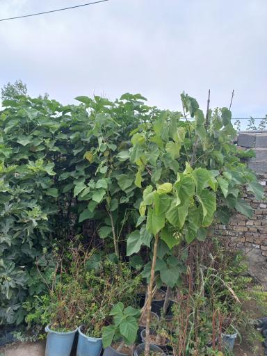 عکس نهال کرج  سامیان پردیس سبز 