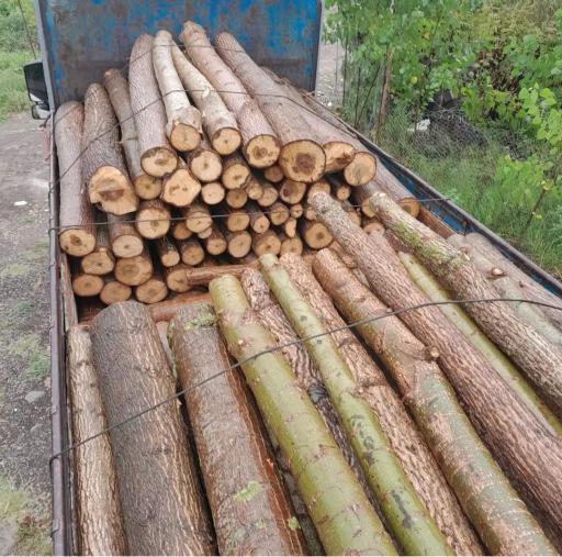 عکس بازرگانی چوب دِلفان