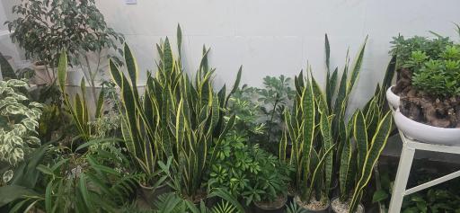 عکس گلسرای مجید