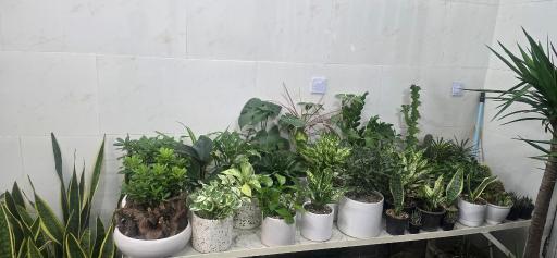 عکس گلسرای مجید