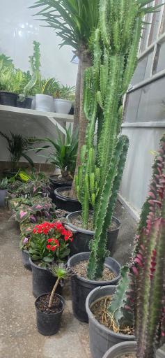 عکس گلسرای مجید