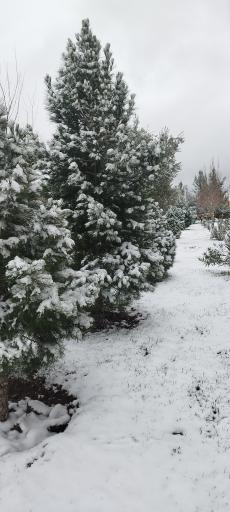 عکس فضای سبز محلی