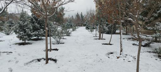 عکس فضای سبز محلی