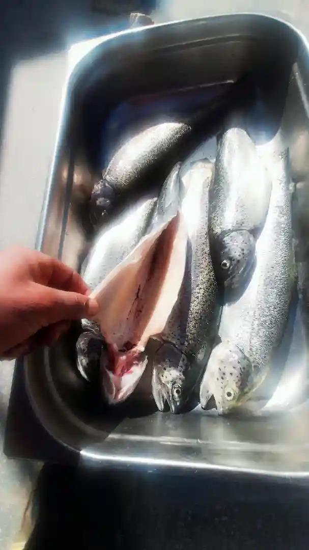 عکس پرورش ماهی ارزانی