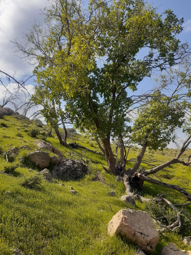 عکس بابامنیر