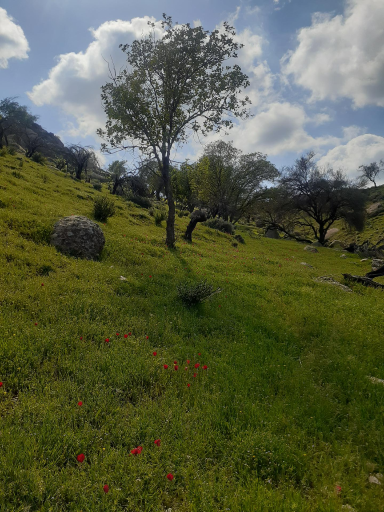 عکس بابامنیر