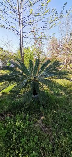 عکس مزرعه وانیا