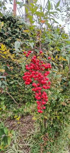 عکس مزرعه وانیا