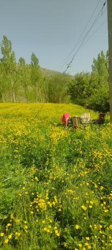 عکس هرمه