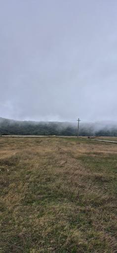 عکس جنگل فندقلو