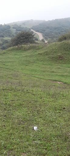 عکس جنگل فندقلو