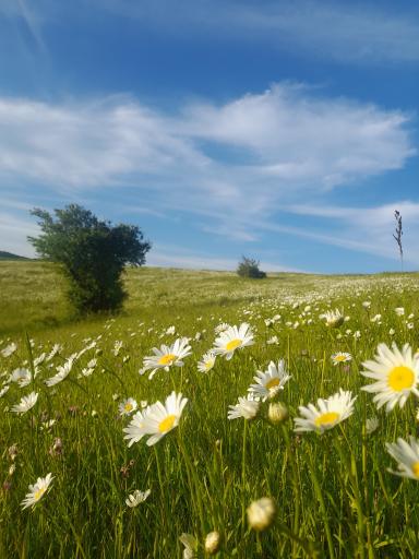 عکس جنگل فندقلو