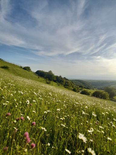 عکس جنگل فندقلو