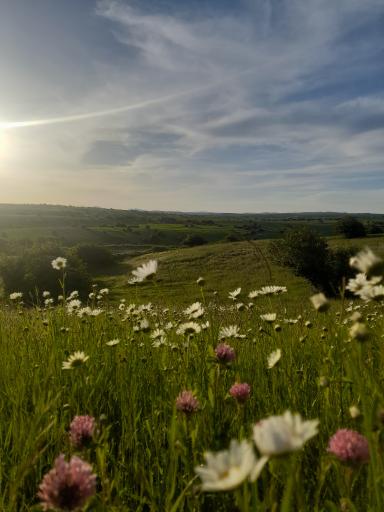 عکس جنگل فندقلو