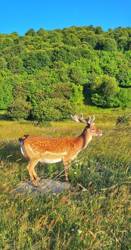 عکس جنگل فندقلو