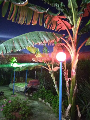 عکس ساندویچی امیرحسین