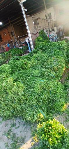 عکس میدان مرکزی سبزی گرگان