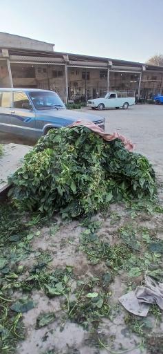 عکس میدان مرکزی سبزی گرگان