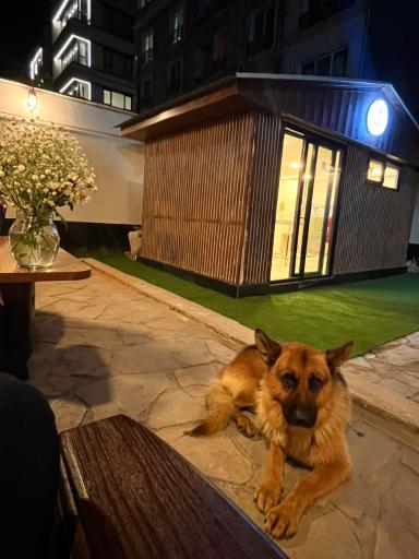 عکس بیمارستان دامپزشکی شبانه‌روزی رافا