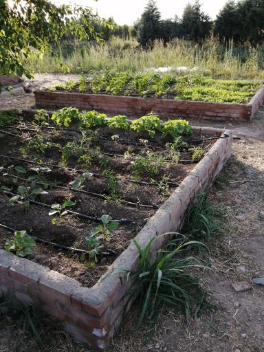 عکس باغ فیروزه