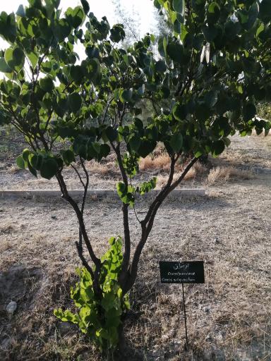 عکس باغ فیروزه