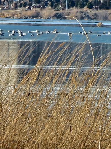 عکس دریاچه شورابیل