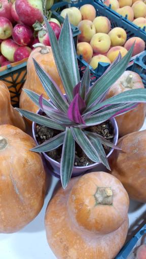 عکس میوه فروشی نگین فروت