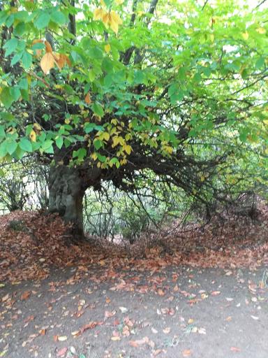 عکس ملک جوی