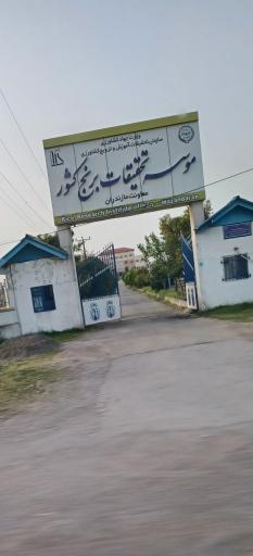 عکس تحقیقات برنج آمل